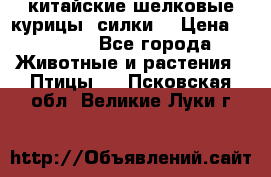 китайские шелковые курицы (силки) › Цена ­ 2 500 - Все города Животные и растения » Птицы   . Псковская обл.,Великие Луки г.